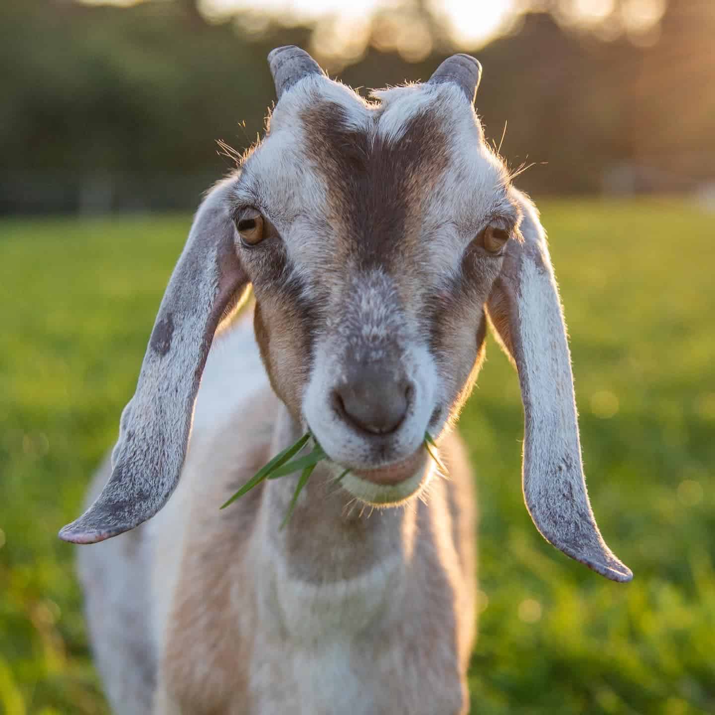 Goats Archives The Open Sanctuary Project(03)