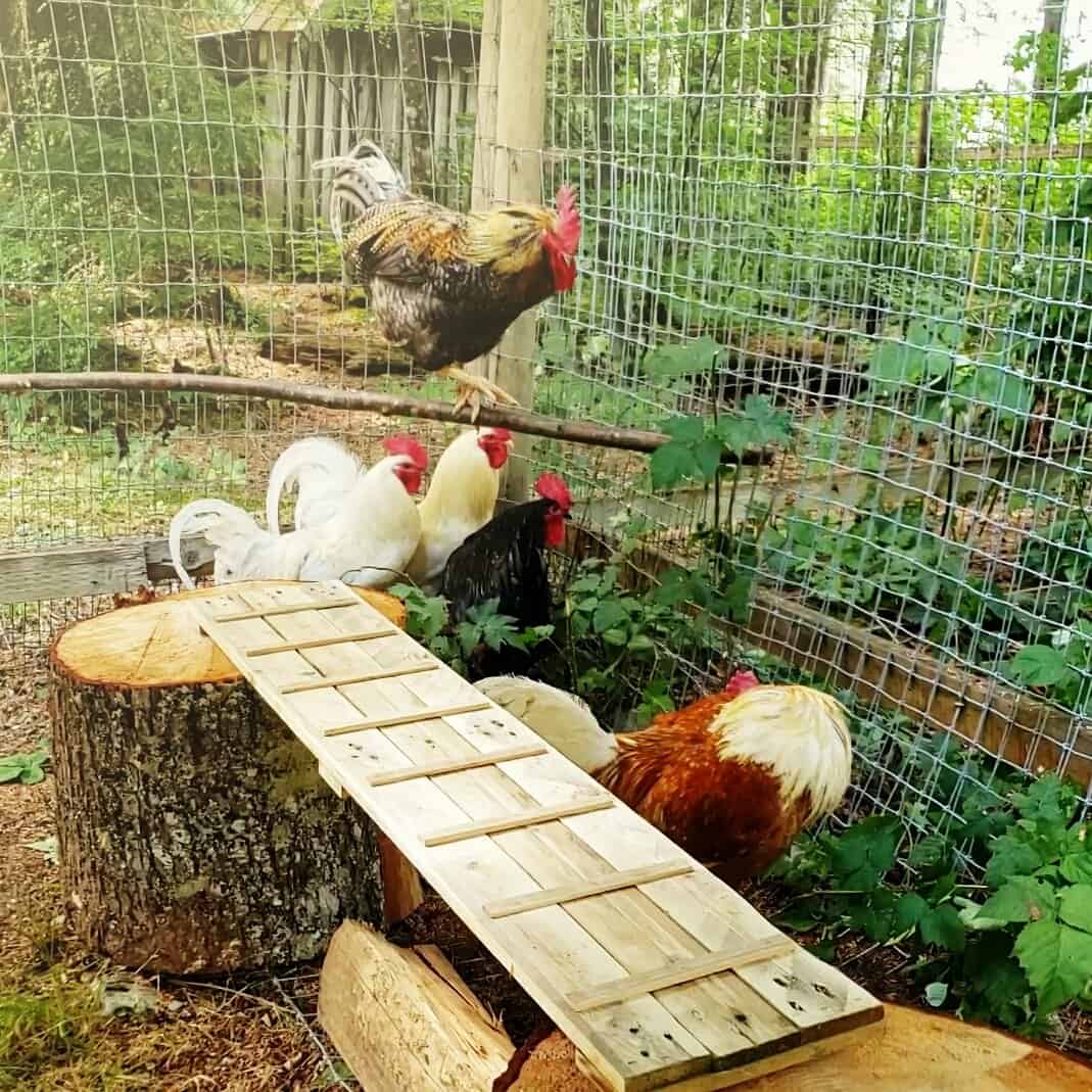 Creating An Enriching Life For Chickens The Open Sanctuary Project