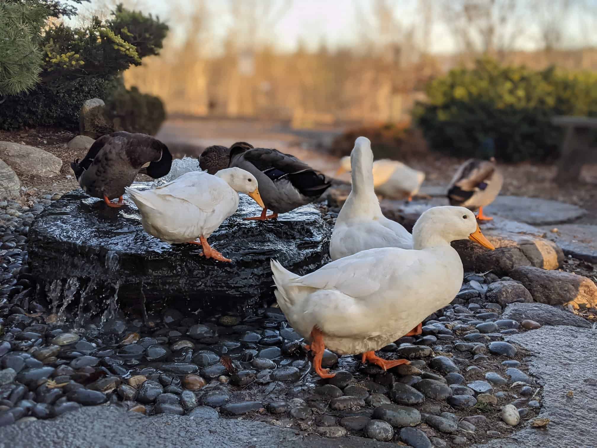 Creating An Enriching Life For Ducks The Open Sanctuary Project