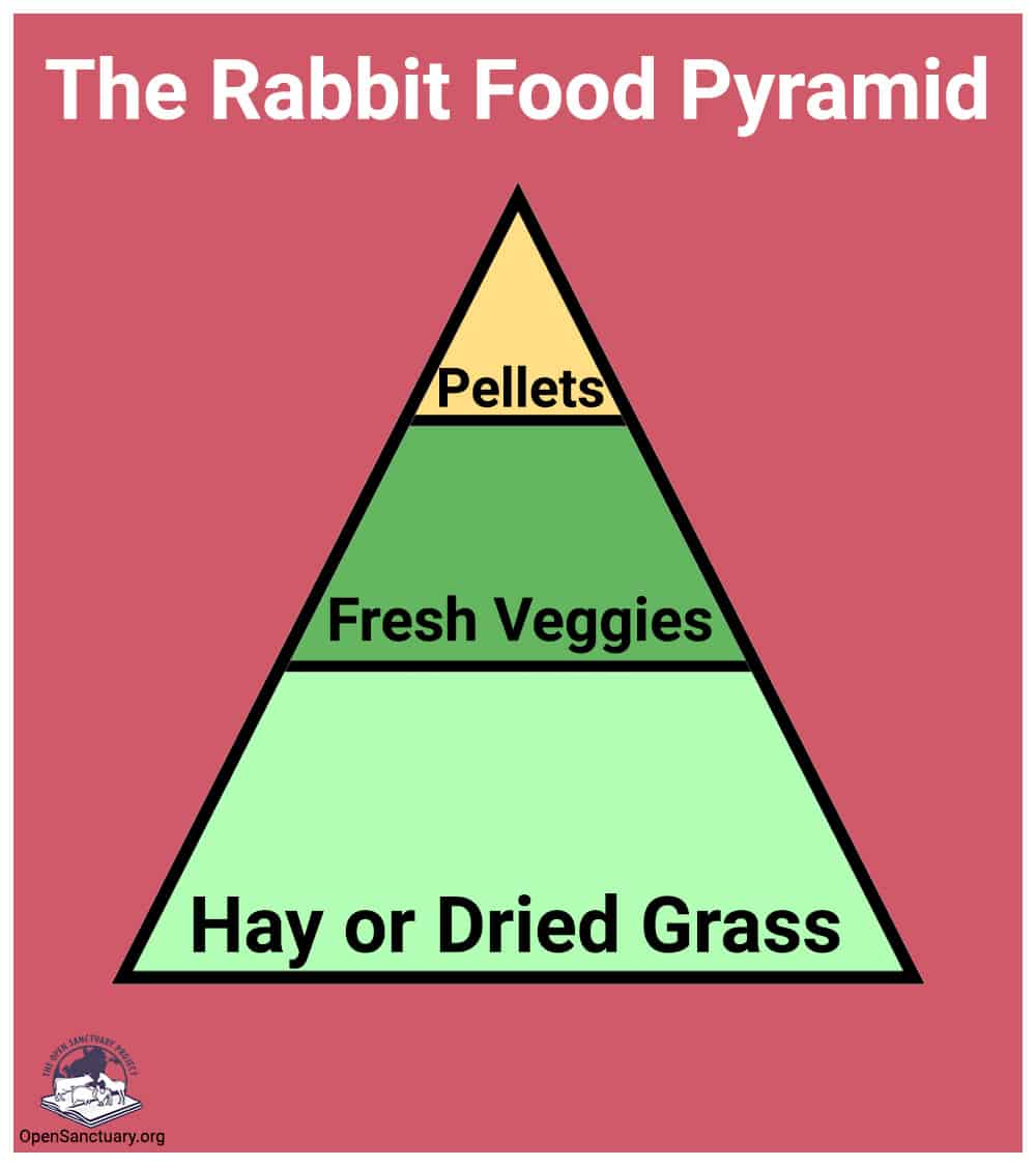 Daily Diet, Treats And Supplements For Rabbits The Open Sanctuary Project