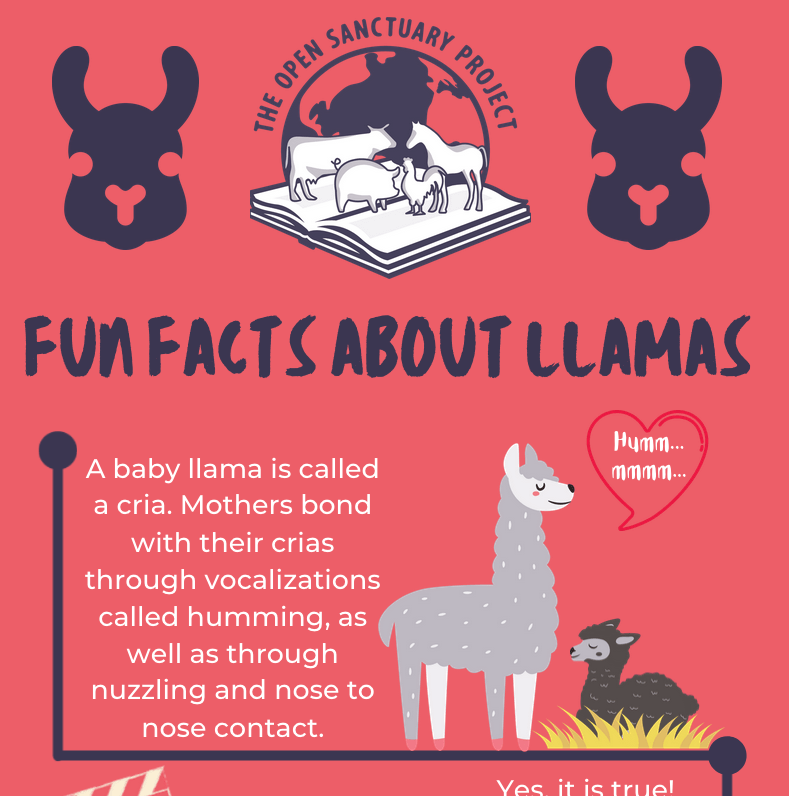 Fun Facts About Llamas Infographic The Open Sanctuary Project