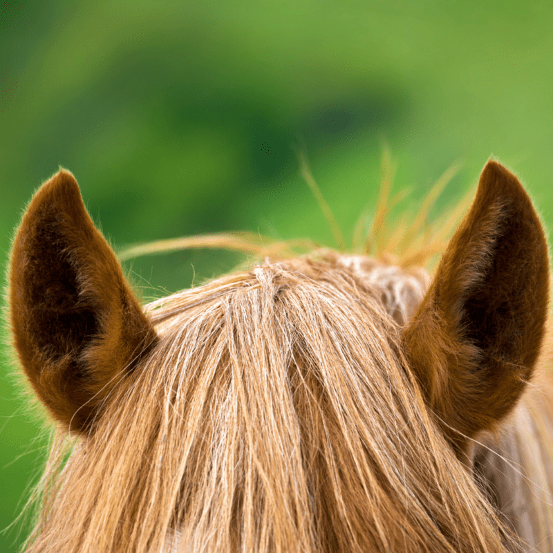 Understanding Horse Body Language Ears The Open Sanctuary Project