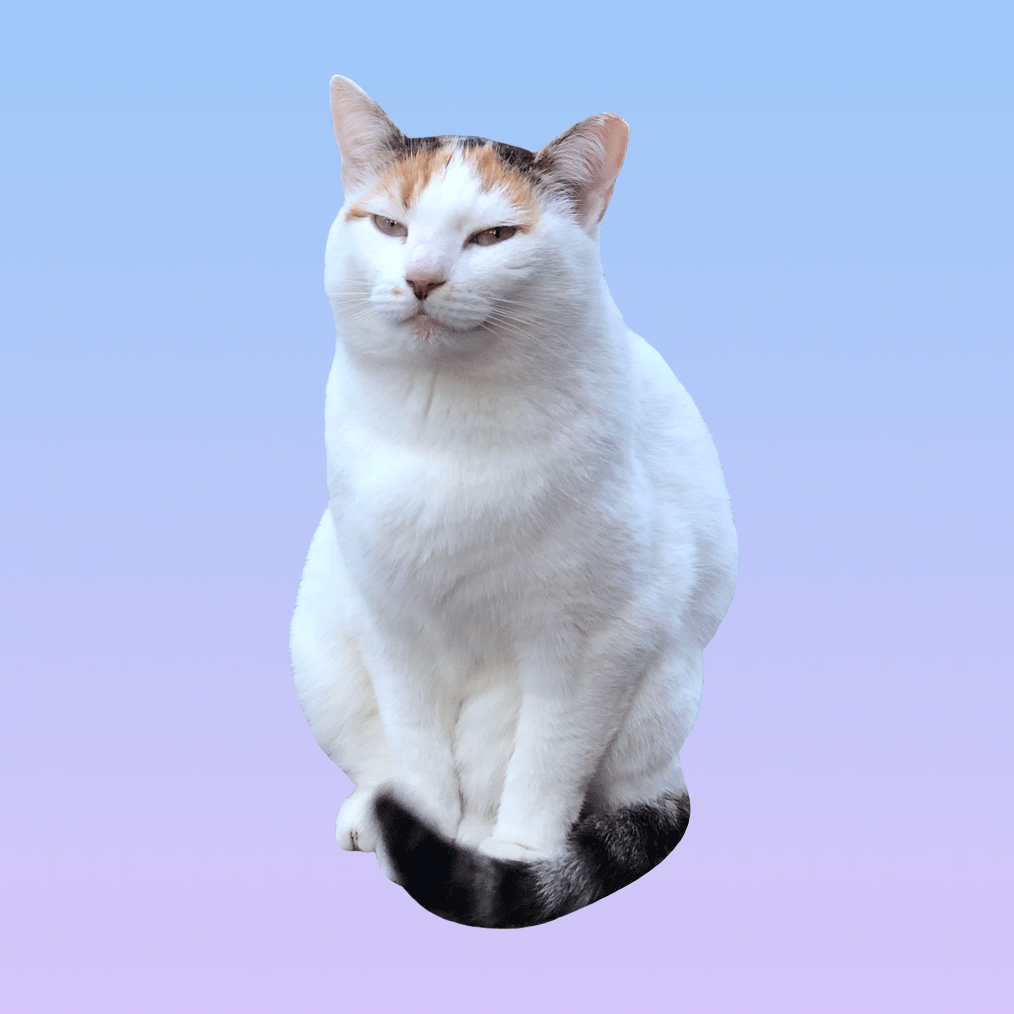 Peaches the Calico Cat Collection OpenSea