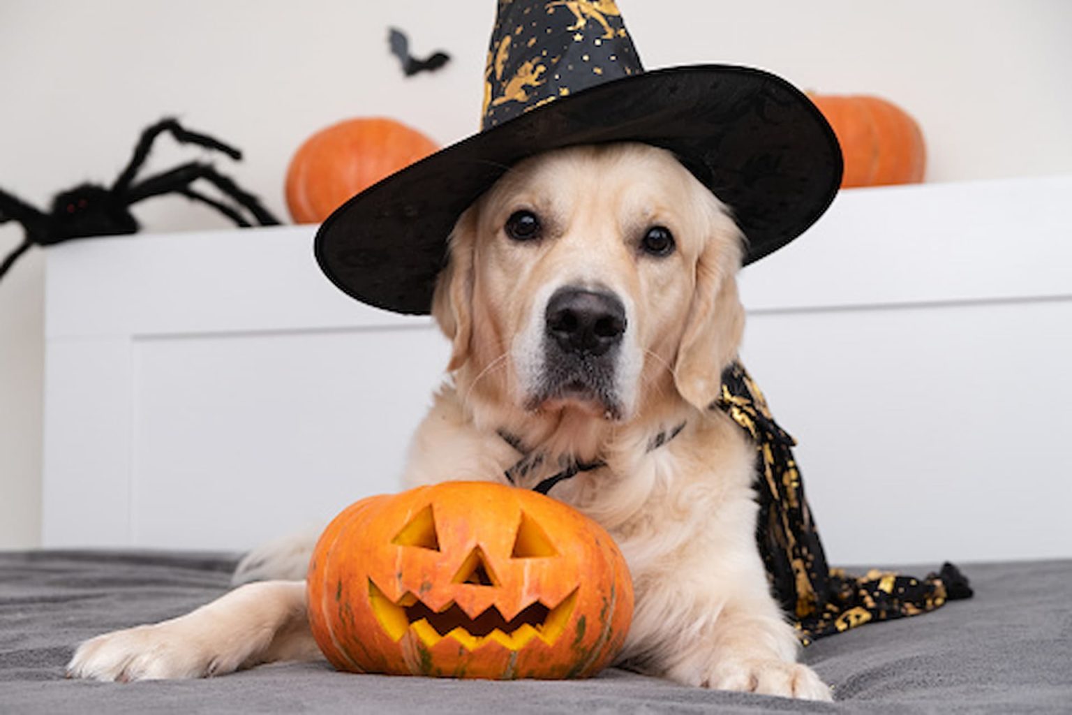 Halloween How to Celebrate It With Your Dog