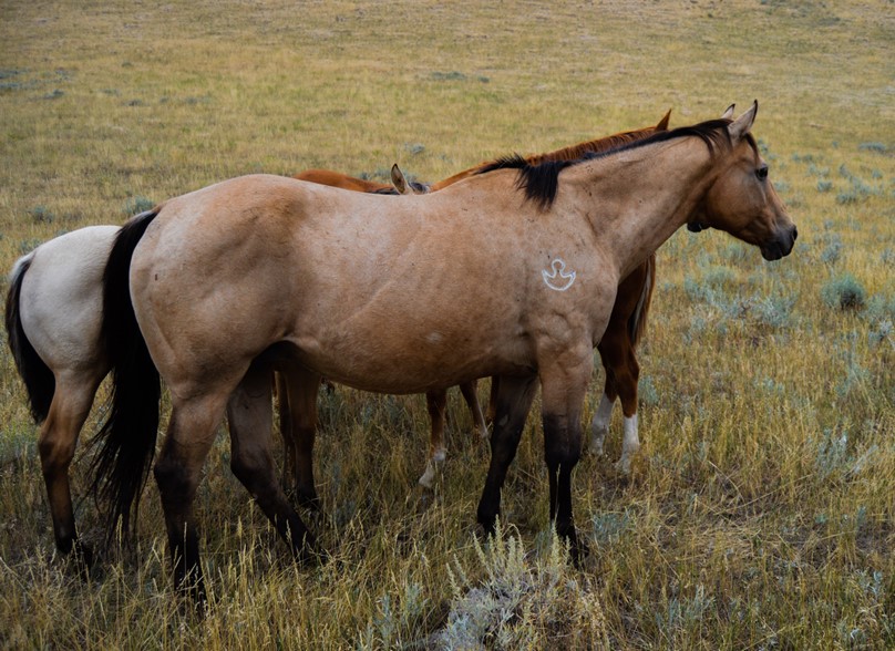 Quarter Horse Broodmares for Sale in Montana Open Spear Ranch