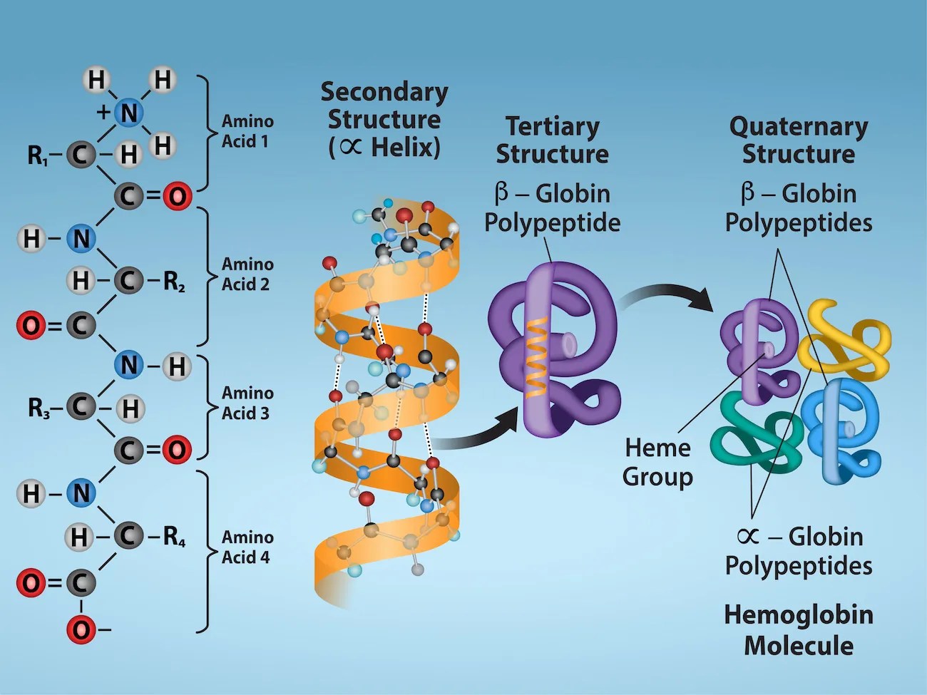 Secondary, tertiary, and quaternary structure of proteins Chemistry