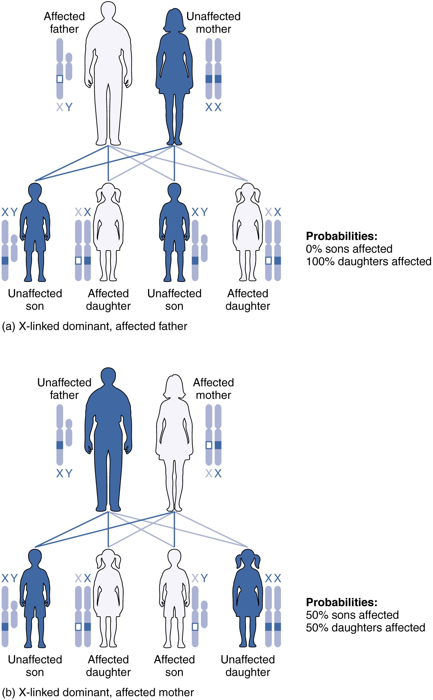 Patterns of Inheritance Anatomy and Physiology