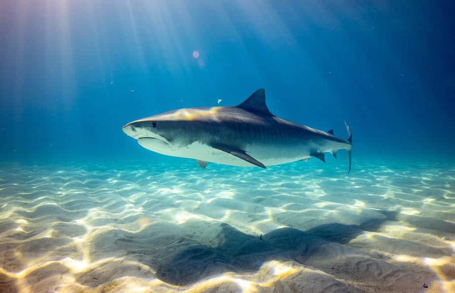 Are Sharks Attracted to Bright Colors? OpenWaterHQ