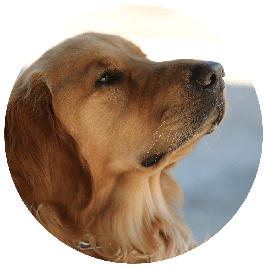 About Service Dogs Operation Freedom Paws