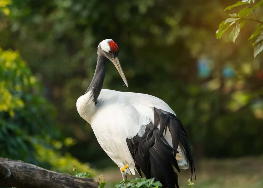 RedCrowned Crane The Ultimate Guide Operation Migration