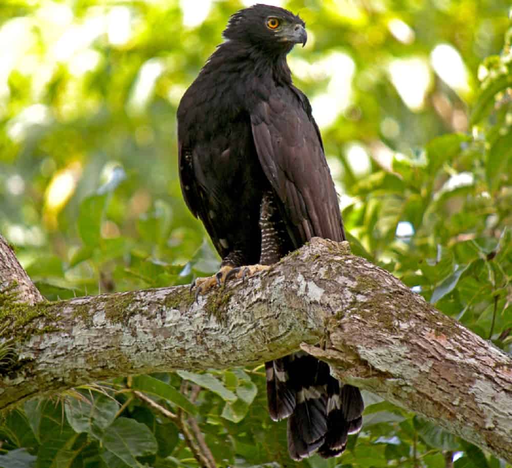 Black HawkEagle The Ultimate Guide Operation Migration