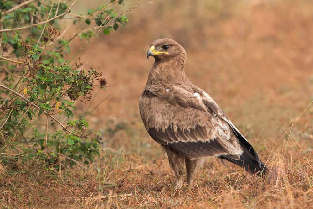 Indian Spotted Eagle Identification