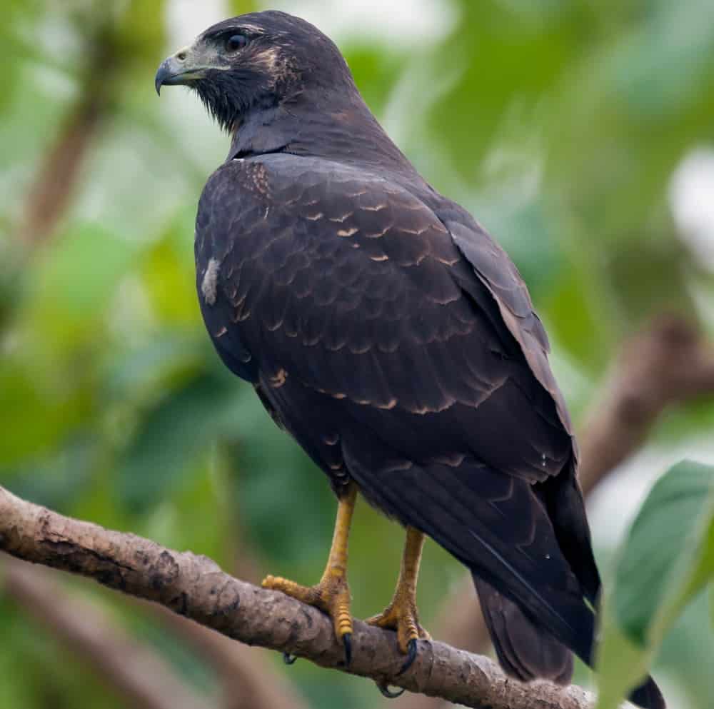 Hawk The Ultimate Guide Operation Migration