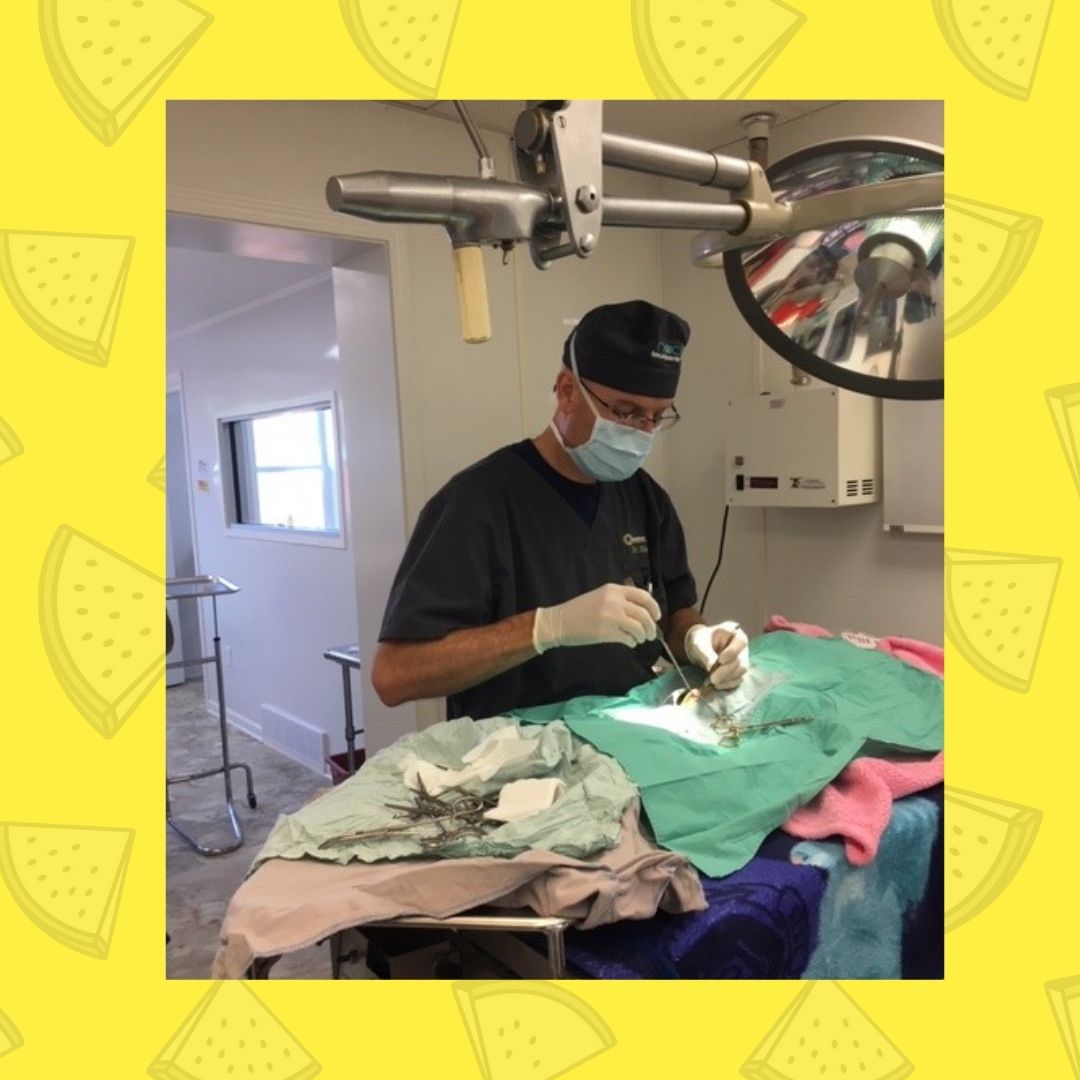 Affordable Spay and Neuter Buffalo NY Operation PETS