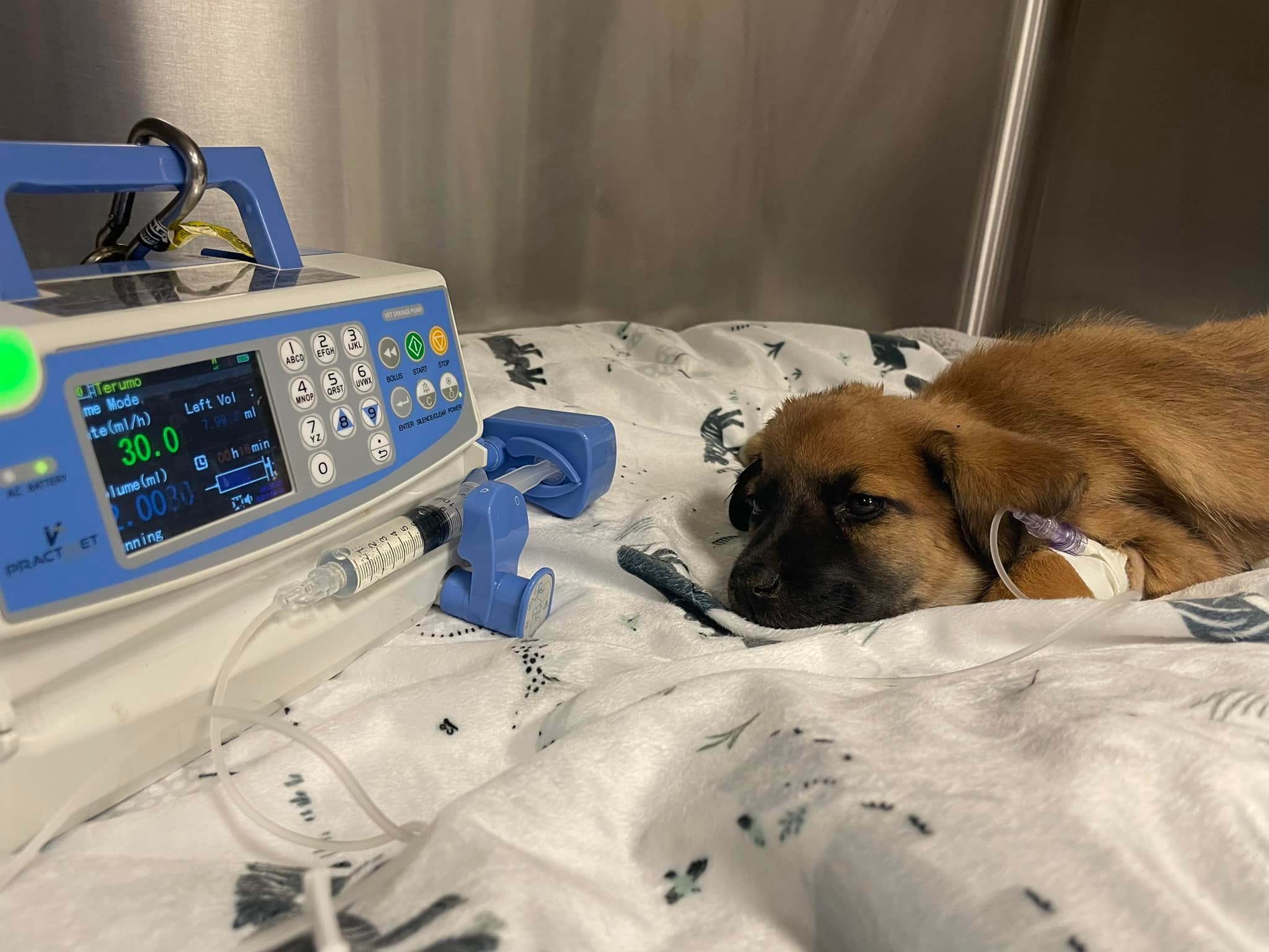 How Can I Help Dogs In Need