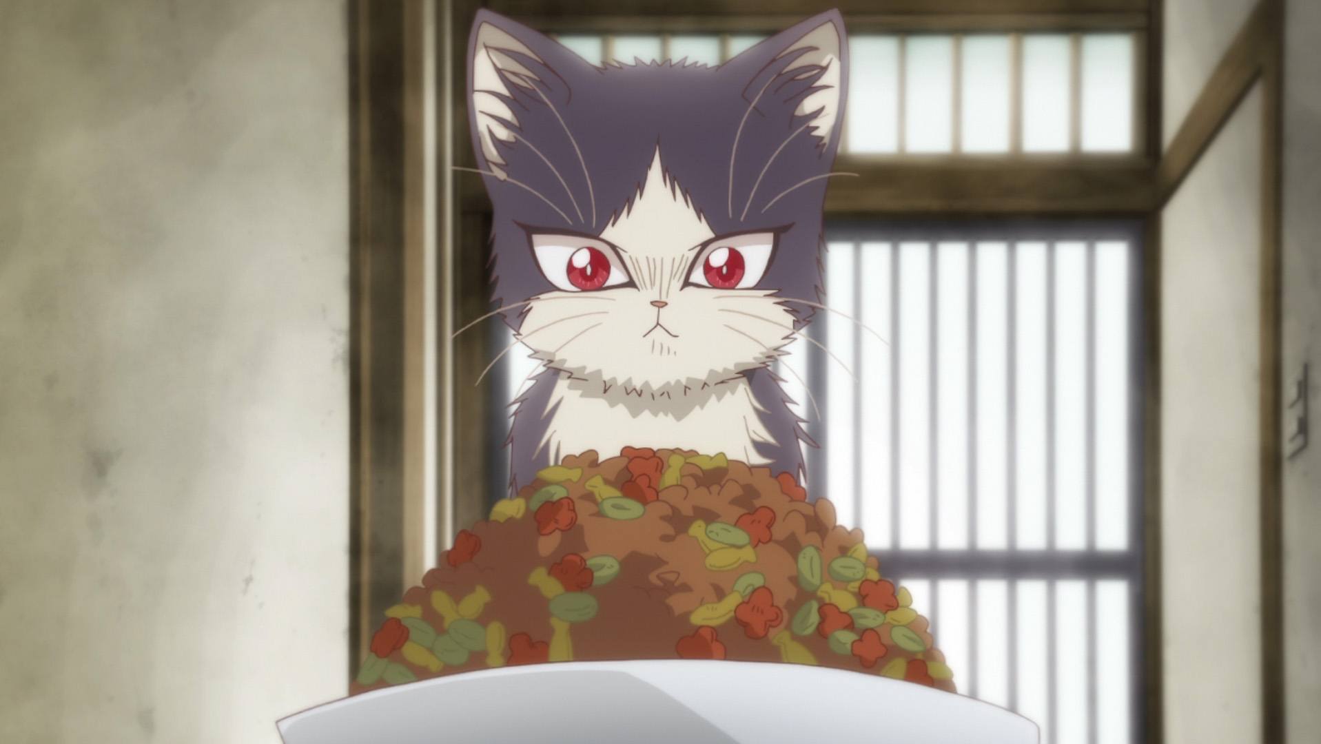 My Roommate is a Cat: Pets and the power of love - oprainfall