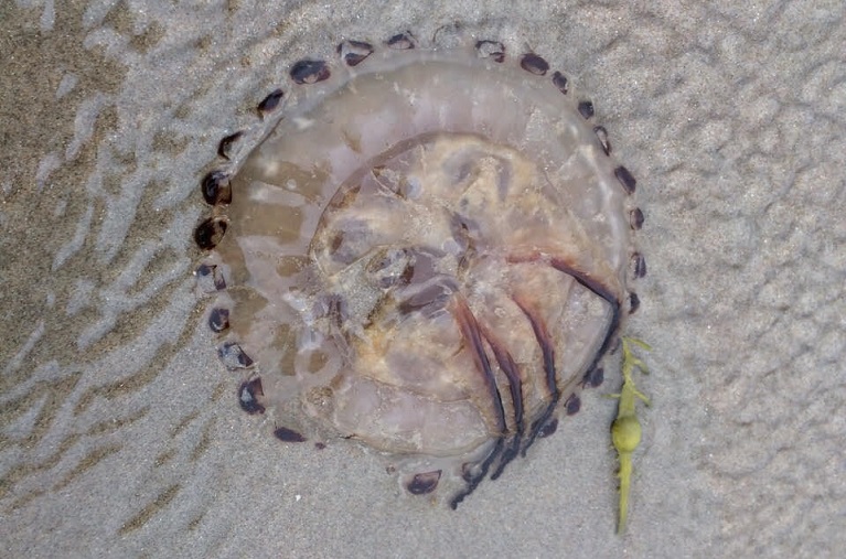 Wat Te Doen Bij Een Kwallenbeet? | Ophetstrand.com