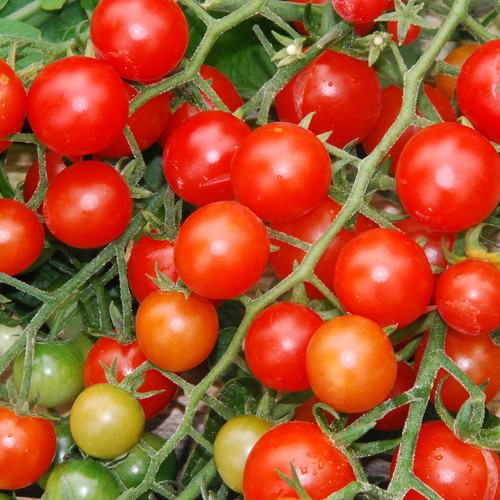Tomato Red Currant Seeds Opige's Organic Farm, Northern Uganda