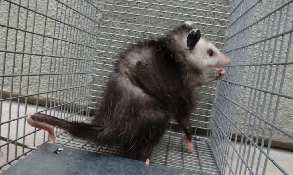 Home Opossum Away How to Keep Opossums Away For Good