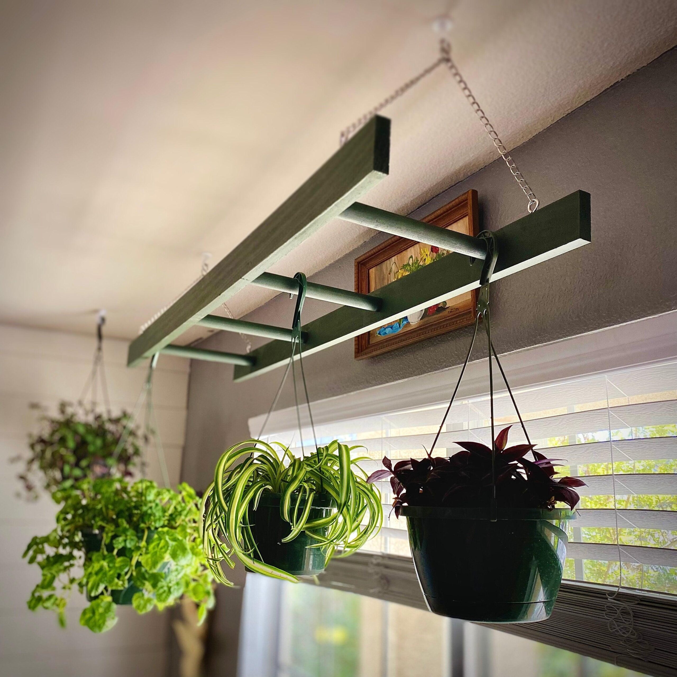How to Hang Plant from Ceiling A Complete Guide Opple House