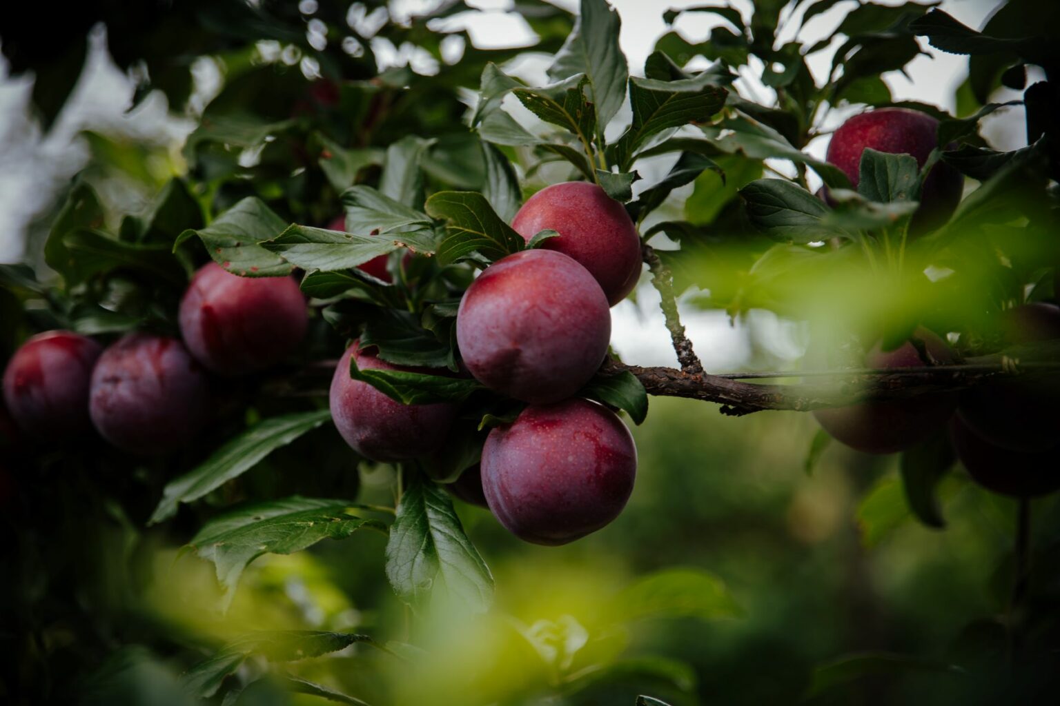 Our News Oppy’s newlyexpanded international team identifies