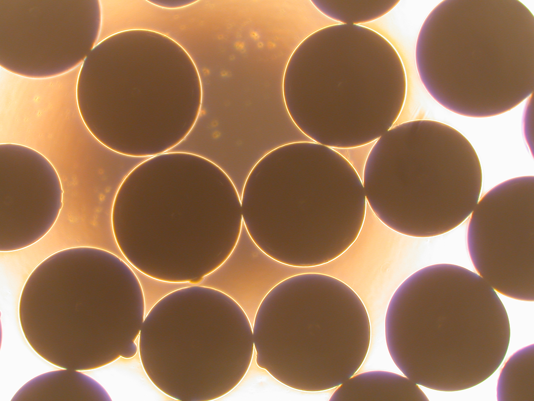 Octyl (C8) Silica Beads