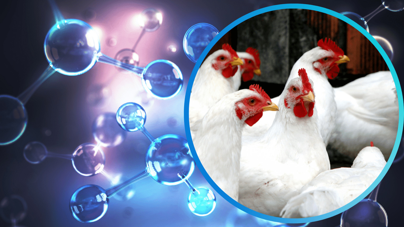 Importância dos aminoácidos na nutrição animal Opta Alimentos