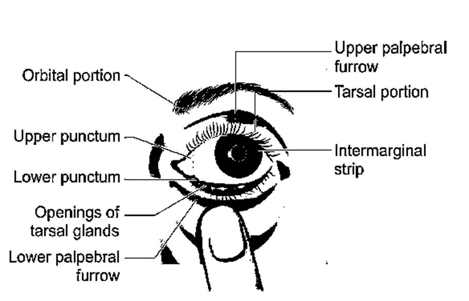 Diagram of Gross anatomy of eyelid An Eye Care Blog