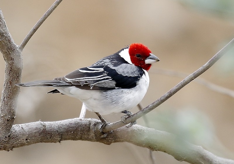 10 Species of Cardinal Birds in 2024 (With Pictures & Info) Optics Mag