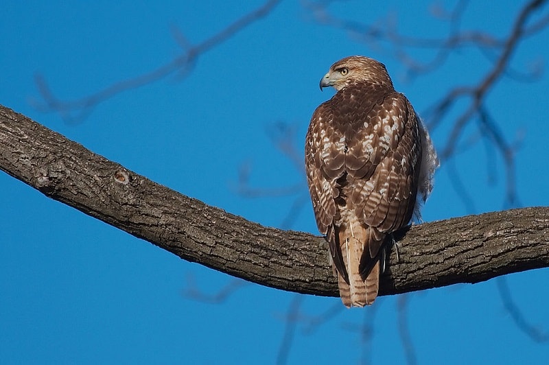 Male vs. Female Redtailed Hawks Spotting the Differences Optics Mag