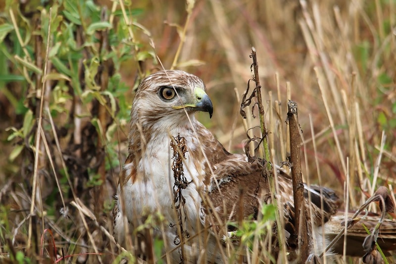 Male vs. Female Redtailed Hawks Spotting the Differences Optics Mag