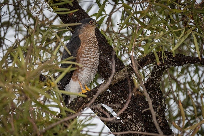 9 Species of Hawks in Ohio (With Pictures & Info) Optics Mag