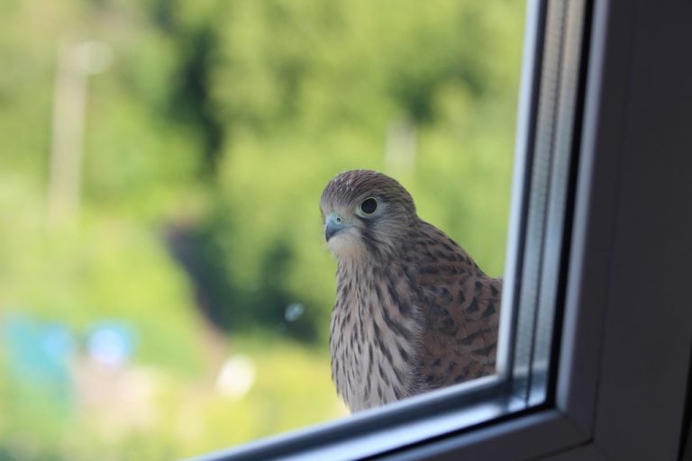 10 Tips to Stop Birds From Flying Into Windows Optics Mag
