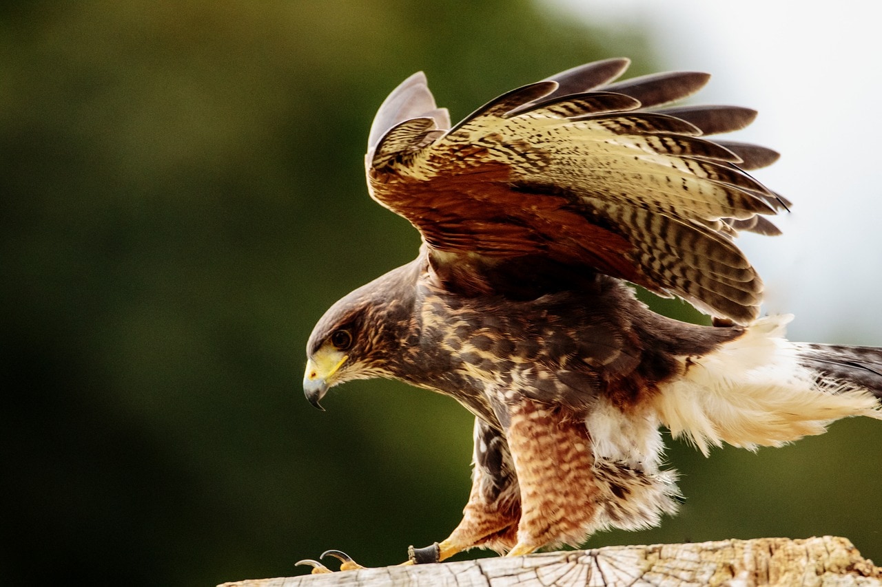 10 Types of Birds of Prey (With Pictures) Optics Mag