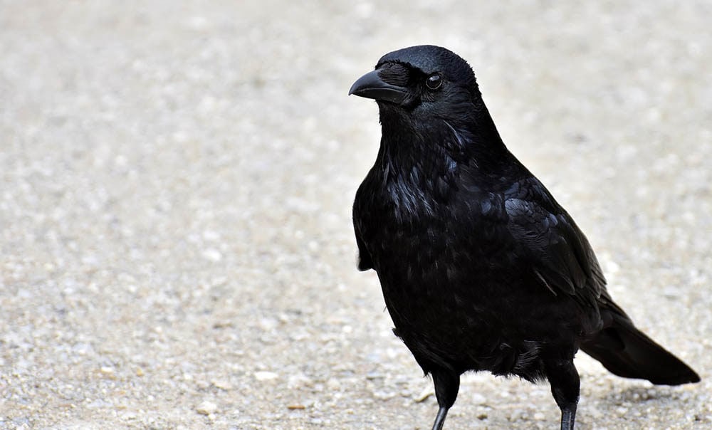 What Do Crows Eat? The Crow Diet Explained Optics Mag
