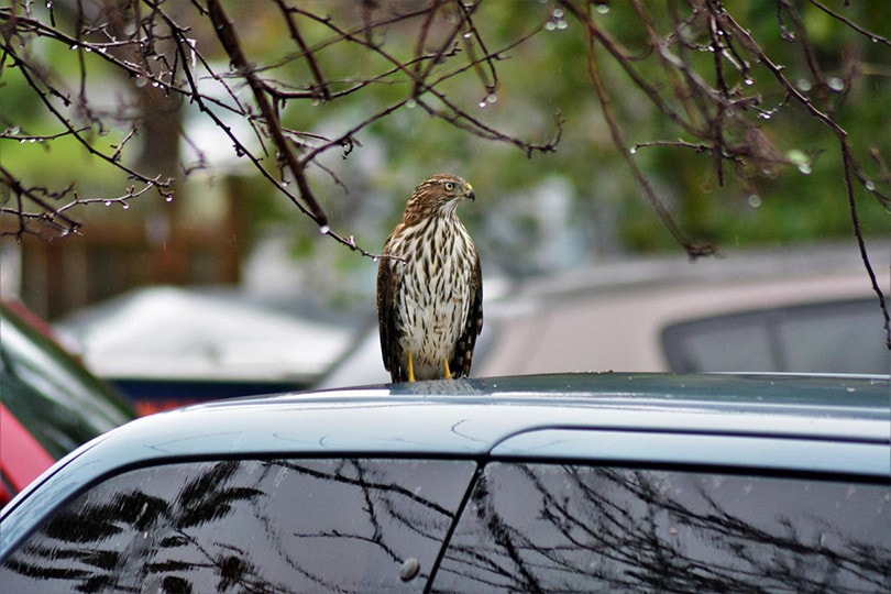 15 Interesting & Fun Cooper's Hawk Facts You Never Knew Optics Mag