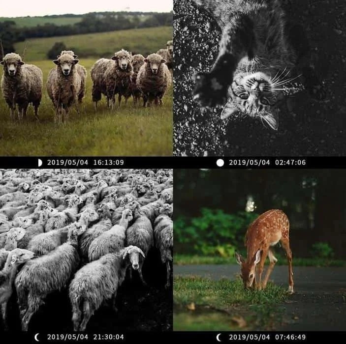 How Do Trail Cameras Work? OpticsMax