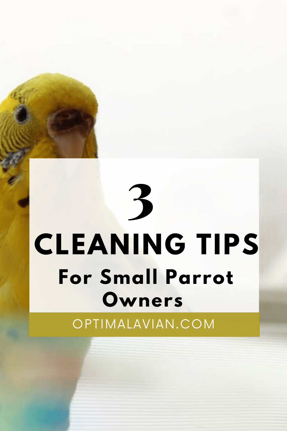 3 Tips For Cleaning Up After A Parrot Optimal Avian
