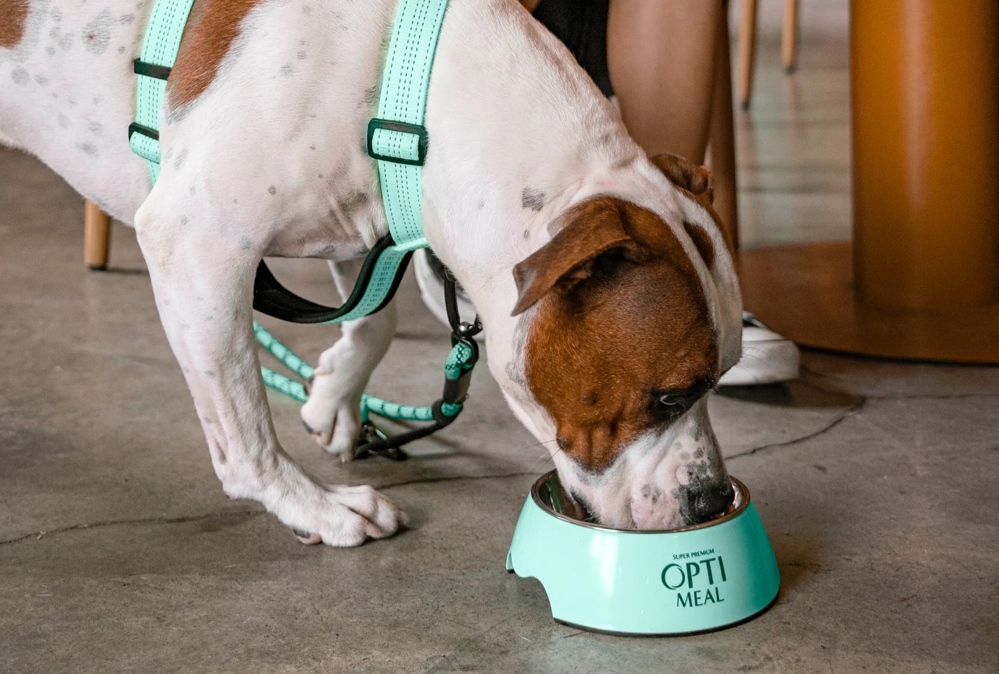 Can Dogs Eat Plain Popcorn