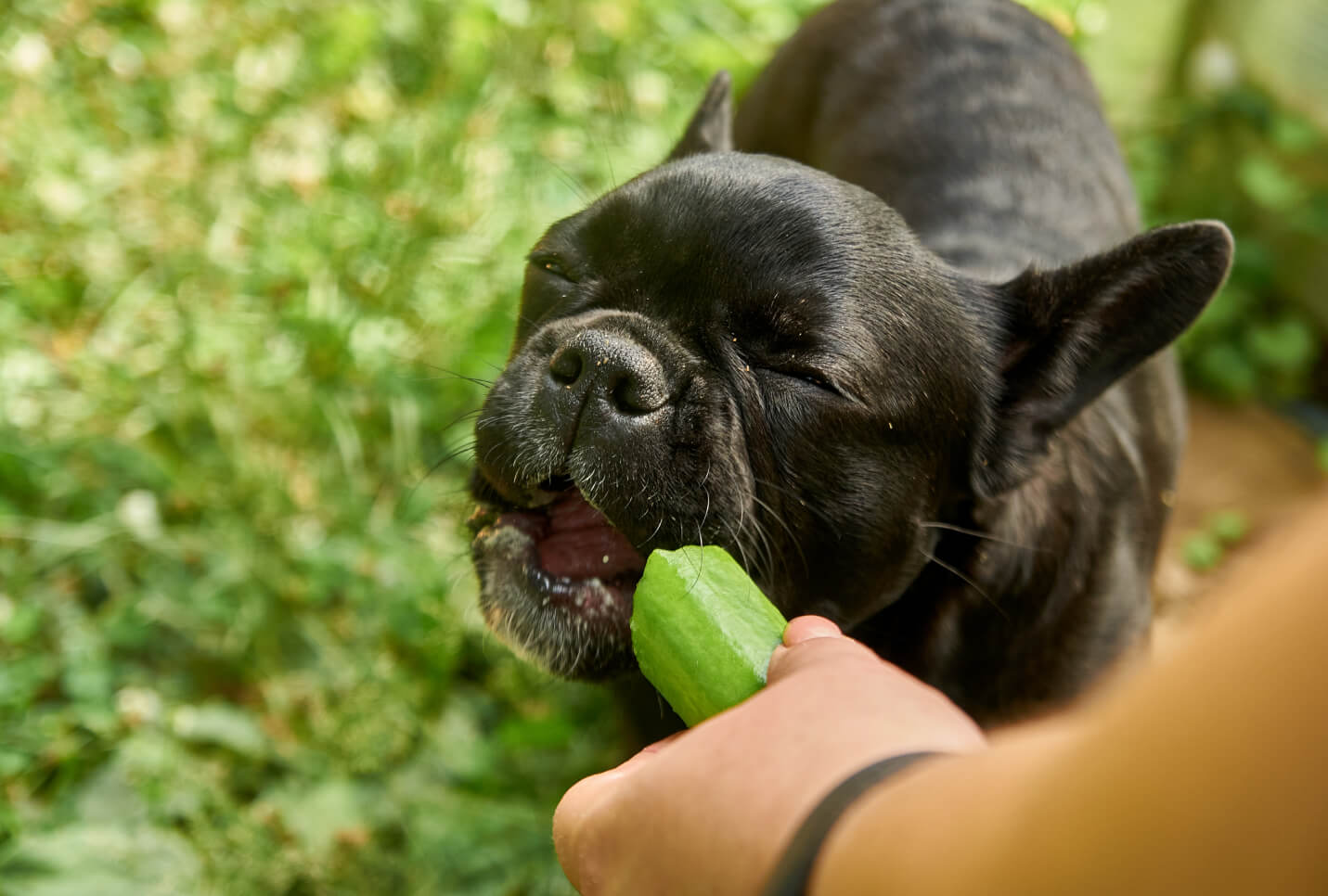 Can Dogs Eat Cucumbers? Optimeal®