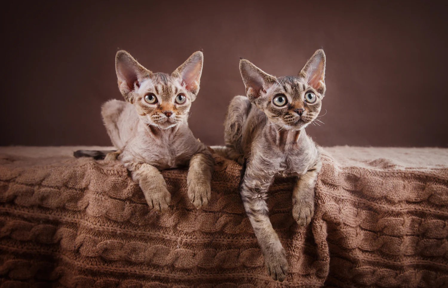 Hypoallergenic Cats 11 Best Breeds for People With Allergies Optimeal