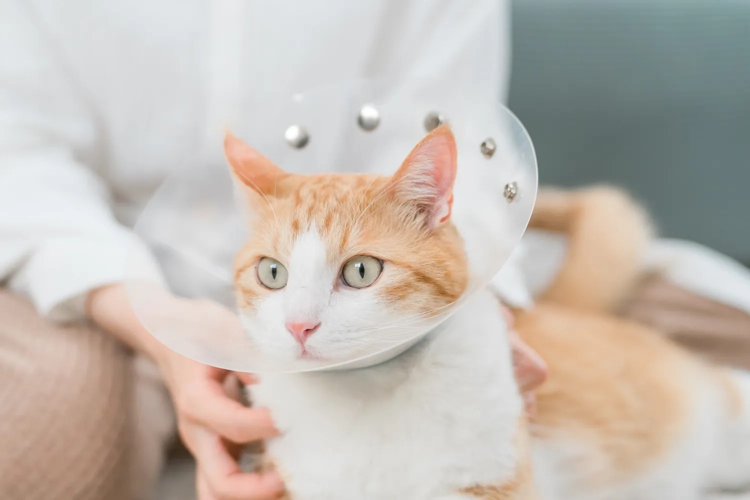 When To Neuter a Cat Is There a Best Time & Why? Optimeal