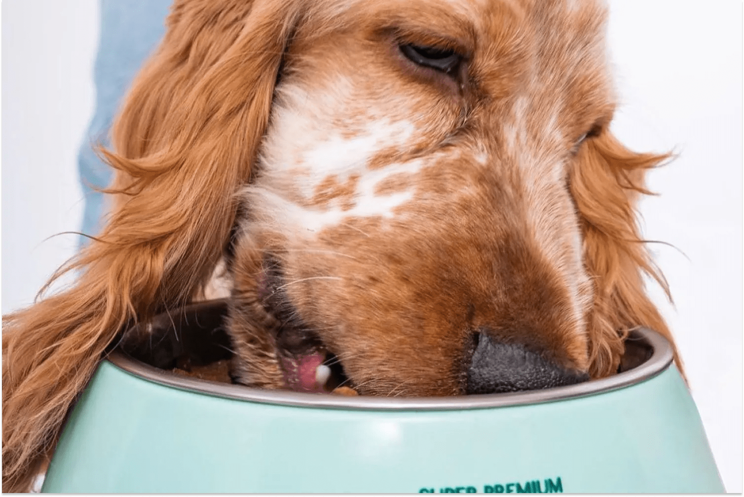 Free Feeding Vs Scheduled Feeding for Your Dog Optimeal®