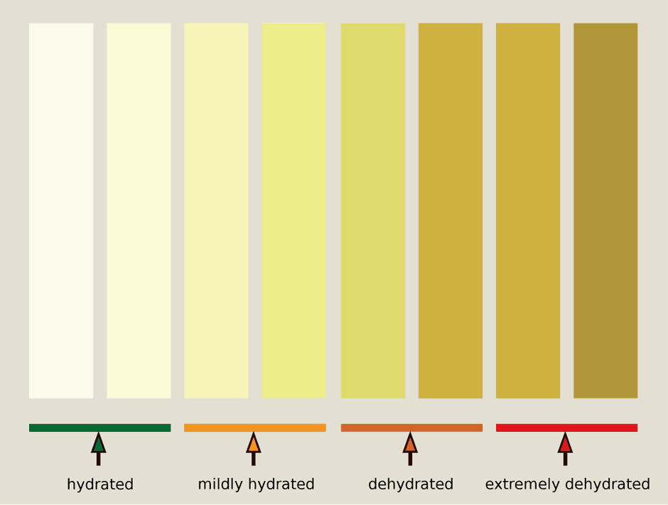 Rapid Water Loss vs Sustained Fat Shedding A Deep Dive Optimising