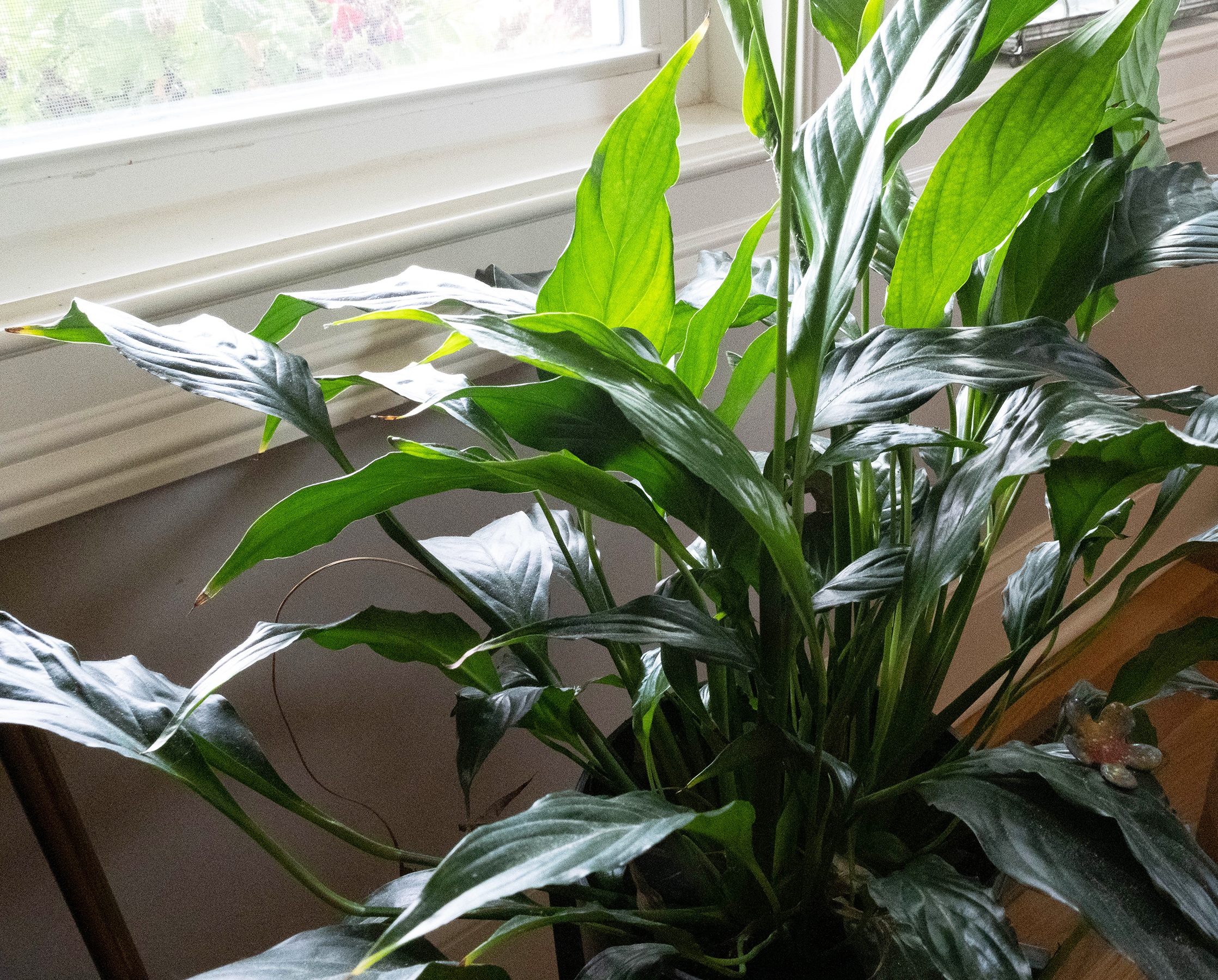 Behind the Scenes Happy Houseplants The Optimistic Gardener