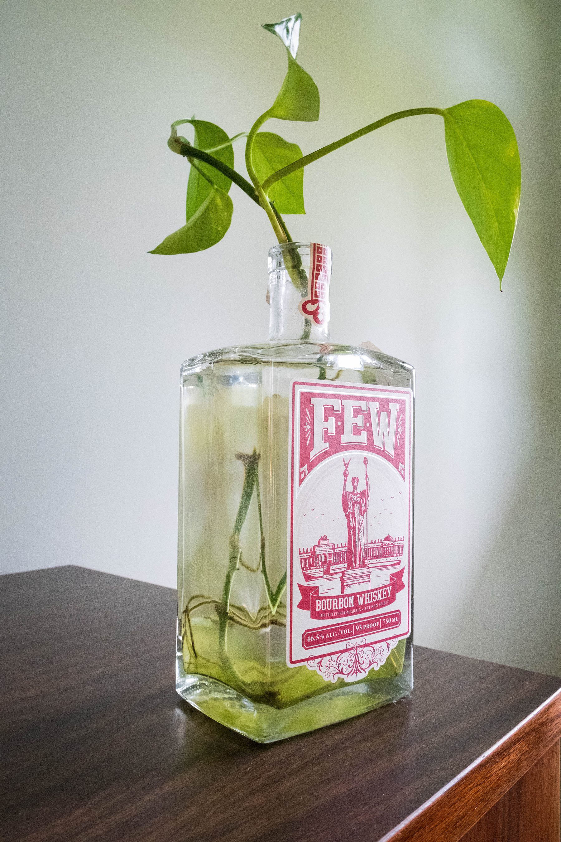 Behind the Scenes Happy Houseplants The Optimistic Gardener