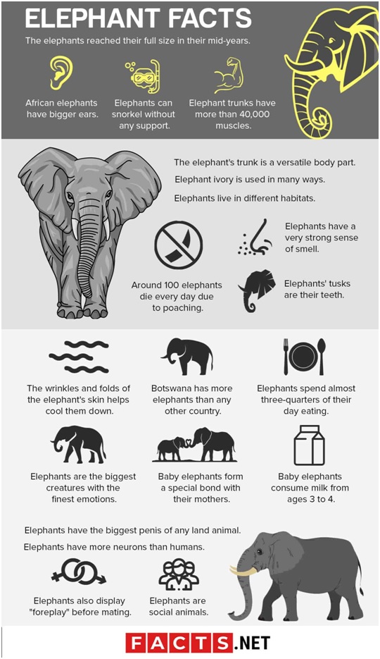 Elephant Conservation Optimize IAS