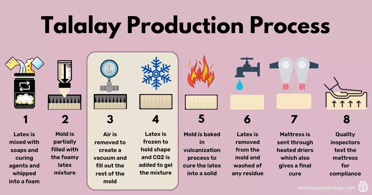 The Science of Latex What's the Difference Between Dunlop and Talalay?