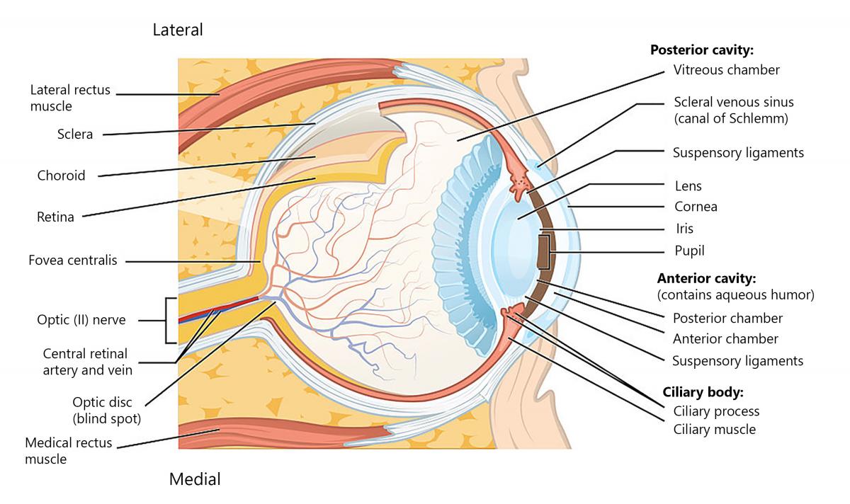 A Detailed Look at the Eye Sherwood Park Eye Centre