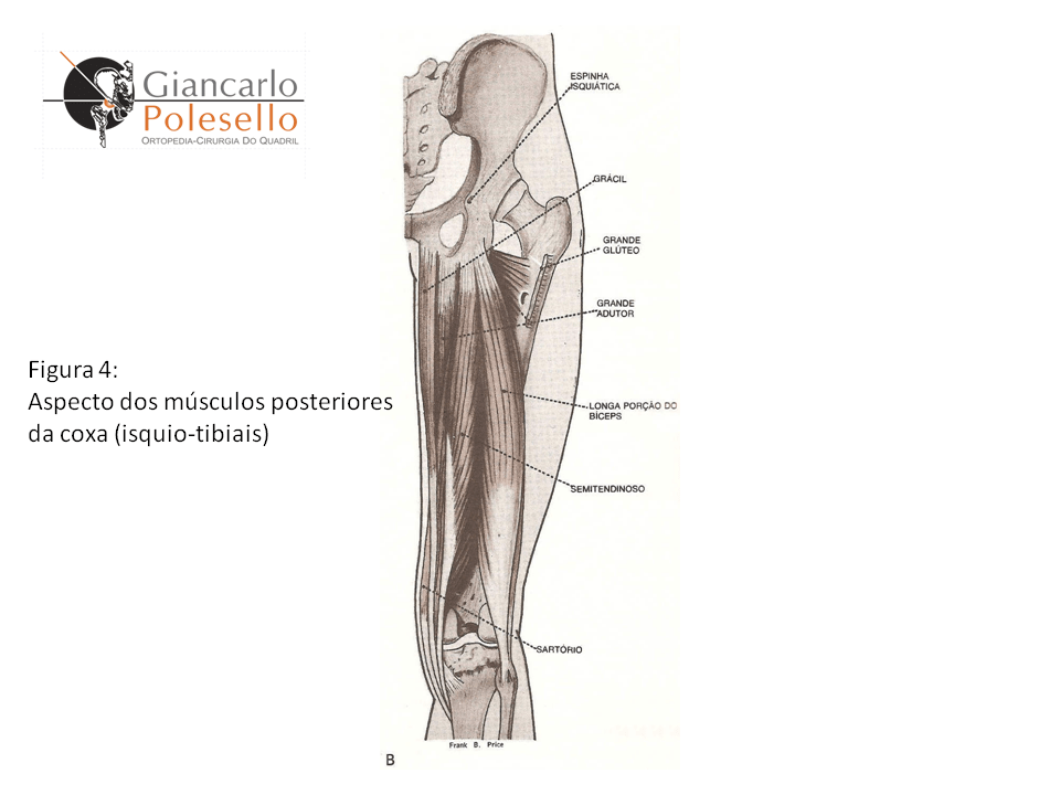 Músculos mais importantes O quadril especialista em cirurgia do